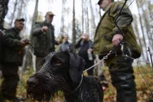 В России может появиться экологическая полиция - специальный орган по борьбе с браконьерами. Фото: РИА Новости