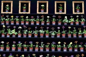 Чем отличаются растения в рамке от растений без рамки? Только рамкой. И, вероятно, ценой. Фото: Reuters