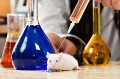 Сегодня уже по всему миру активно развивается движение против экспериментов и опытов над лабораторными животными (Фото: Yurchyks, Shutterstock)