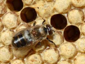 Клещ варроа на пчеле / Wikimedia Commons