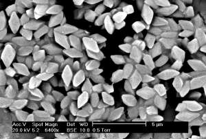Споры и бипирамидальные кристаллы Bacillus thuringiensis morrisoni. wikipedia.org