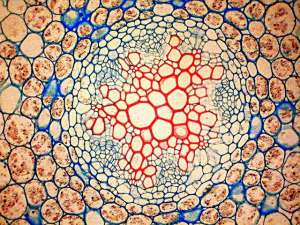 Корень в разрезе: в центре – осевой цилиндр, его окружают крупные клетки коры. (Фото: Science and Plants for Schools / Flickr.com.)