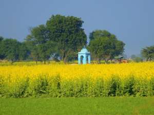 Горчичное поле в Индии / carol mitchell/Flickr