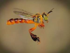 Специалисты из Университета Сан-Паулу обнаружили, что деление на касты характерно по меньшей мере для десяти видов безжальных пчел.