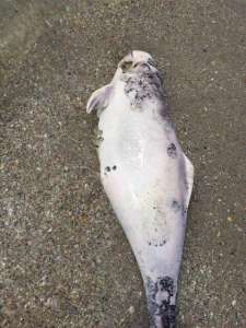 Бойченко опубликовал в Facebook фотографии погибших морских млекопитающих, разбросанных по побережью.