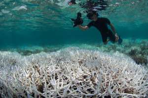 Масштабные меры, которые планируется направить на спасение Большого Барьерного рифа до 2050 г., не принесут результата. Эксперты констатируют: спасти его не получится, и стоит сосредоточиться на сохранении хотя бы его «экологической функции».