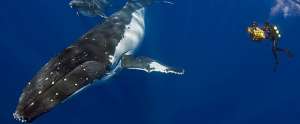 Самка горбатого кита и ее малыш у побережья Вавуа (Фото ООН)