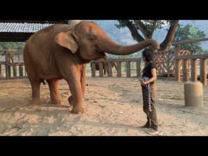 В тайском центре по спасению слонов к питомцам относятся со всей любовью и заботой. На видео попала трогательная сцена «слоновьих объятий» и засыпания под колыбельную в исполнении смотрительницы.