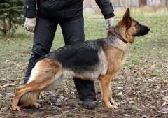 В России практиковать службу собак в полиции начали с 1906 года (Фото: dager, Shutterstock)