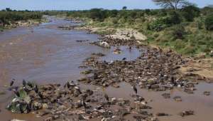 Тысячи гну ежегодно тонут в ходе массовых миграций, подпитывая экосистему реки Мара. Фото Amanda Subalusky.