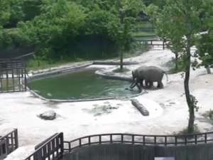 Ролик был записан камерами видеонаблюдения в южнокорейском зоопарке.