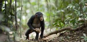 Предки людей потеряли часть «быстрых» мышечных волокон, заменив их на «медленные», но более выносливые и став слабее прочих обезьян.