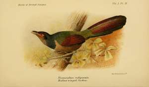 Neomorphus rufipennis / Wikimedia commons