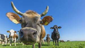 Для нового тёплого климата необходимо создать новый устойчивый к высоким температурам вид скота, уверены учёные. Фотография Global Look Press.