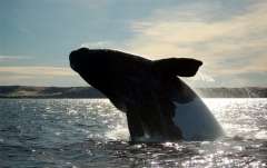 Охота на больших китов, а также торговля китовым мясом запрещены (Фото: rm, Shutterstock)