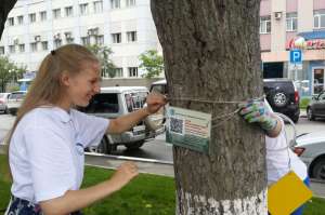 Вешают QR-таблички на деревья. Фото: предоставила пресс-служба агентства по развитию города Южно-Сахалинска