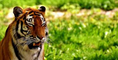 К сожалению, в дикой природе сохранилось всего не более 5 тысяч тигров. Иллюстрация pixabay.com