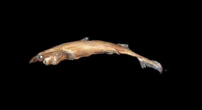 Рыба длиной около 30 сантиметров и весом менее килограмма обитает на большой глубине.