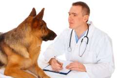 «Медицина лечит человека, а ветеринария оберегает человечество» (Фото: Monika Wisniewska, Shutterstock)