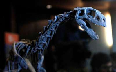 Палеонтологи снова пересмотрели положение чилизавра в группе динозавров: уникальный «хищный вегетарианец» оказался еще одним промежуточным звеном в эволюции древних ящеров.