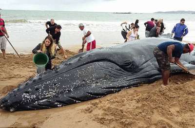 Более 300 человек 24 августа отпраздновали на пляже в бразильском городе Армасан-душ-Бузиуш (штат Рио-де-Жанейро) возвращение в океан детеныша горбатого кита, который провел на берегу почти сутки.