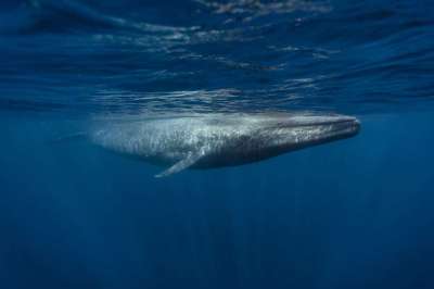 Мировой океан становится все более шумным местом, и, реагируя на это, киты понижают тон своих акустических коммуникаций.