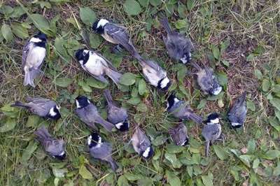 Орнитологи в один голос говорят, что гибель птиц - это не что иное, как естественный отбор