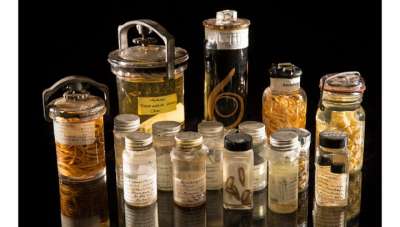 Образцы из Национальной коллекции паразитов США. Всего в ней насчитывается более 20 миллионов образцов. Фото Paul Fetters for the Smithsonian Institution.