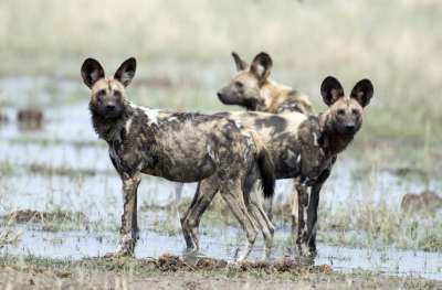 Ученые выяснили, что гиеновидные собаки используют чихание для того, чтобы определить, должна ли стая отправиться на охоту.