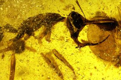 Палеонтологи описали новый вид муравьев мелового периода – с парой острых лезвий на челюстях, укрепленным металлами рогом и склонностью к вампиризму.