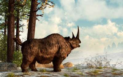 Палеонтологи обнаружили, что по мере того как древние шерстистые носороги приближались к вымиранию, с их скелетом стали происходить странные изменения, и у шейного позвонка выросли ребра.