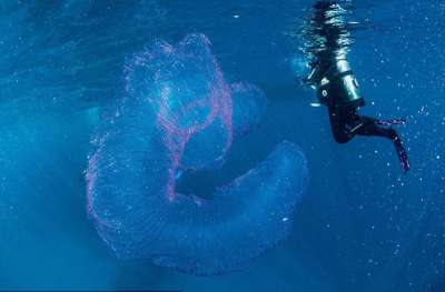 Невероятное, странное и розовое существо длиной в 3 м, напоминающее гигантский растянутый мыльный пузырь в воде, повстречалось дайверу в Австралии.