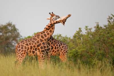 Мы до сих пор не знаем, для чего жирафы развили свою длинную шею – и недавно в ряду гипотез появилась еще одна.
