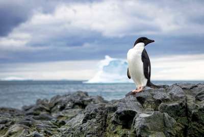 Изучая пищевые предпочтения пингвинов, ученые обнаружили новое блюдо в их рационе: медуз. Прежде считалось, что стрекающие пингвинов не интересуют. Пингвин Адели. Фото: Christopher Michel/Flickr.com