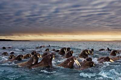 Моржи совершают регулярные сезонные миграции. © Paul Nicklen