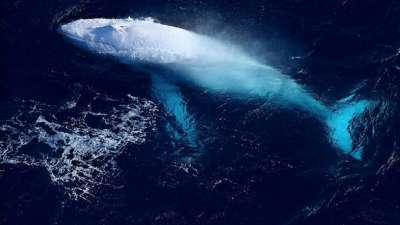 В 1991 году у берегов Австралии был замечен молодой белый кит, получивший кличку Мигалу (Migaloo). С тех пор ученые наблюдают, как он растет. Недавно снятое видео показывает, что Мигалу по-прежнему жив и здоров. Фото: Migaloowhale.org