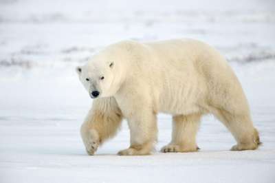 Белый медведь (Ursus maritimus). Фото с сайта imgur.com