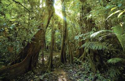 Принято считать, что влажные тропические леса – это главный мировой резервуар углерода. Их зеленый массив спасает планету от образования парниковых газов. Но исследование американских экологов ставит эти данные под сомнение: возможно, тропики «выдыхают» почти вдвое больше углерода, чем удерживают.