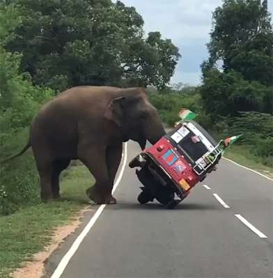 Ирландский турист осматривал природу Шри-Ланки, передвигаясь на тук-туке. Встретив на пути слона, он опрометчиво решил покормить его с руки.