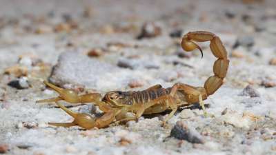 Биологи обнаружили, что скорпионы меняют состав своего токсичного коктейля, используя один вариант для защиты, другой – для нападения.
