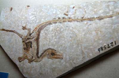 Британские исследователи изучили хорошо сохранившиеся окаменелости теропода из мелового периода/