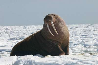 Моржи - крупнейшие ластоногие, обитающие в северном полушарии нашей планеты