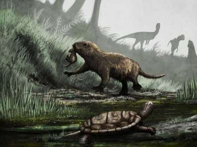 Палеонтологи показали, что лишь после гибели динозавров ранние млекопитающие стали осторожно осваивать дневной образ жизни.