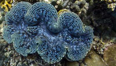 Мантия моллюсков состоит из иридоцитов. В этих клетках водоросли растут в виде микроскопических столбов. Фото Malcolm Browne.