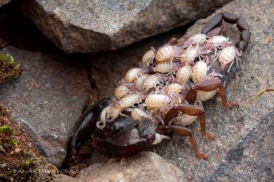 Самка скорпиона Euscorpius italicus со своими новорожденными детьми. Фото с сайта panarthropoda.de