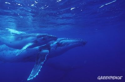 Самки горбатых китов дружат и встречаются каждый год. Самцы дружить не способны.