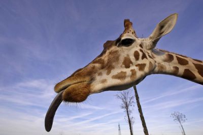 У жирафов язык может достигать полуметра в длину.