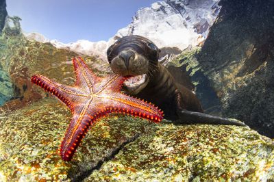 Призер конкурса в категории &quot;Портрет&quot;: снимок испанского фотографа Франсиса Переза &quot;Морской лев играет с морской звездой&quot;.