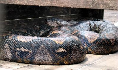 Крупнейшая в мире змея была поймана в Индонезии, ее длина составляет 14,85 метров, вес - 447 кг. (AP)