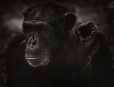 Шимпанзе. (Steven Miljavac / Barcroft USA)